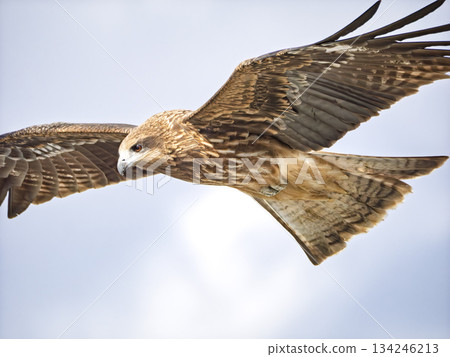 一隻風箏劃破風浪，翱翔天際的側影 134246213