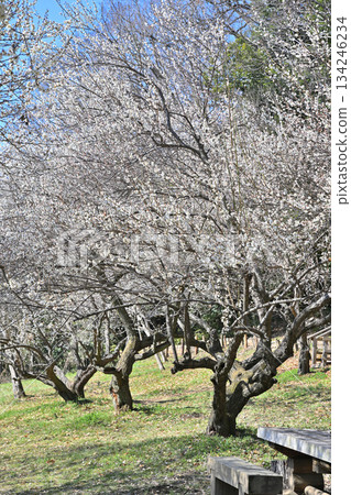 The plum grove in full bloom marks the arrival of early spring The plum grove in full bloom marks the arrival of early spring 134246234