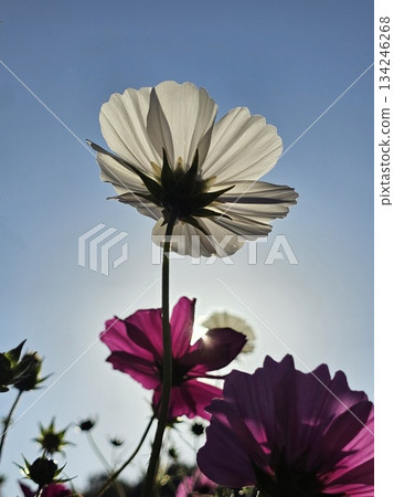 發光在藍天的波斯菊 134246268