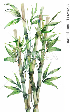 Green bamboo leaves and shoots painted in watercolor, designed with a boho aesthetic to enhance a calm and natural environment. 134246307