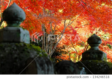 Stone lantern and autumn leaves background Stone lantern and autumn leaves background 134246518