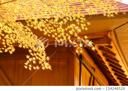 Golden autumn leaves hanging over the roof 134246520
