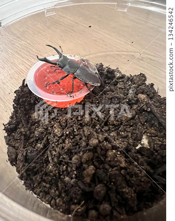 鍬甲蟲繁殖巢和昆蟲膠狀物-夏季觀察照片 鍬甲蟲繁殖巢和昆蟲膠狀物-夏季觀察照片 134246542