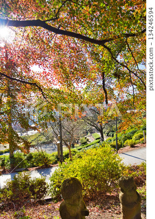 西山公園的楓樹已經落葉了 134246594