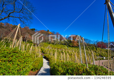 Maple trees in Nishiyama Park have reached their autumn leaves 134246595