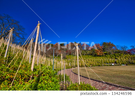 Maple trees in Nishiyama Park have reached their autumn leaves 134246596