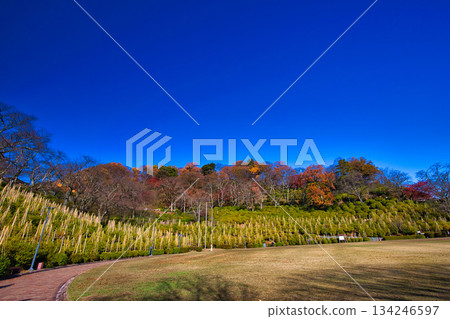 Maple trees in Nishiyama Park have reached their autumn leaves 134246597