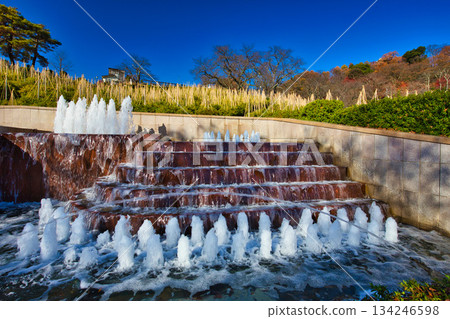 Maple trees in Nishiyama Park have reached their autumn leaves 134246598