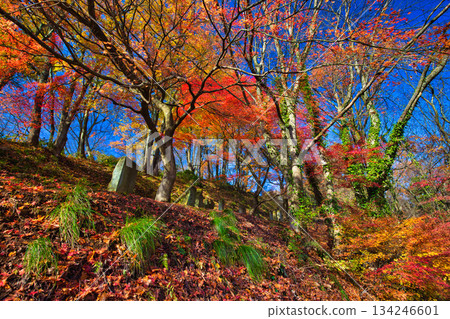 Maple trees in Nishiyama Park have reached their autumn leaves 134246601
