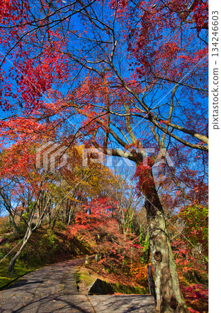 西山公園的楓樹已經落葉了 134246603