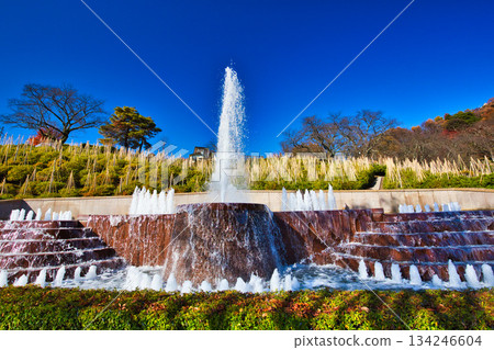 西山公園的楓樹已經落葉了 134246604