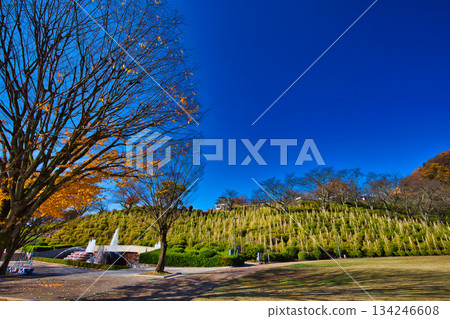 西山公園的楓樹已經落葉了 西山公園的楓樹已經落葉了 134246608