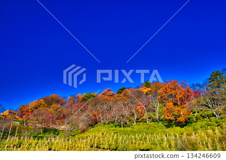 西山公園的楓樹已經落葉了 西山公園的楓樹已經落葉了 134246609