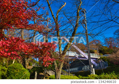 西山公園的楓樹已經落葉了 西山公園的楓樹已經落葉了 134246610