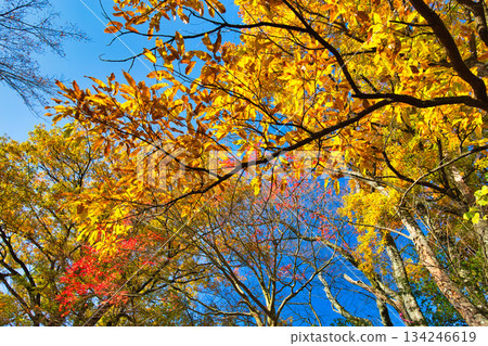 西山公園的楓樹已經落葉了 西山公園的楓樹已經落葉了 134246619