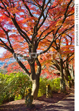西山公園的楓樹已經落葉了 西山公園的楓樹已經落葉了 134246621