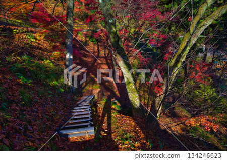 西山公園的楓樹已經落葉了 西山公園的楓樹已經落葉了 134246623