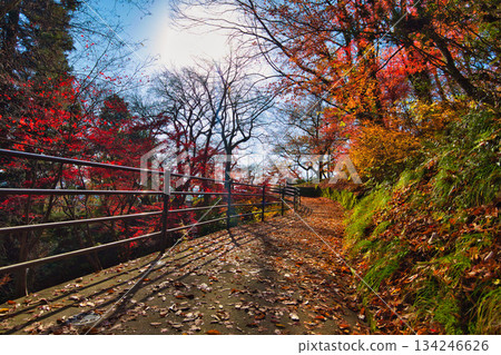 西山公園的楓樹已經落葉了 134246626