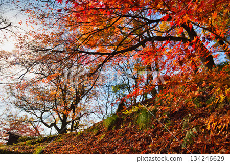 Maple trees in Nishiyama Park have reached their autumn leaves Maple trees in Nishiyama Park have reached their autumn leaves 134246629