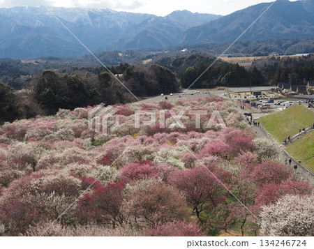 三重稻部市梅節 三重稻部市梅節 134246724