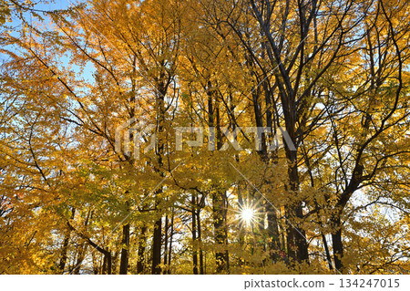 Yellow colored Ginkgo trees 134247015