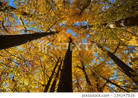 Autumn leaves ginkgo bunched trees 134247016