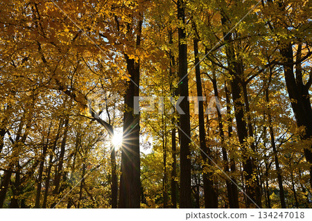 Autumn leaves ginkgo bunched trees 134247018