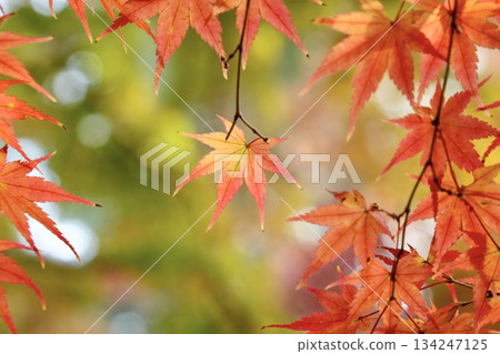 Vivid autumn leaves glitter bokeh background 134247125