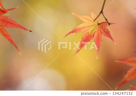 鮮豔的秋葉閃閃發光的散景背景 134247132