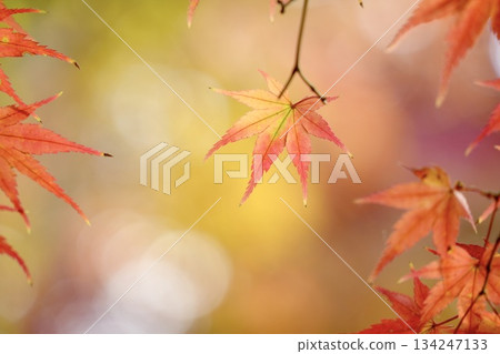 Vivid autumn leaves glitter bokeh background Vivid autumn leaves glitter bokeh background 134247133
