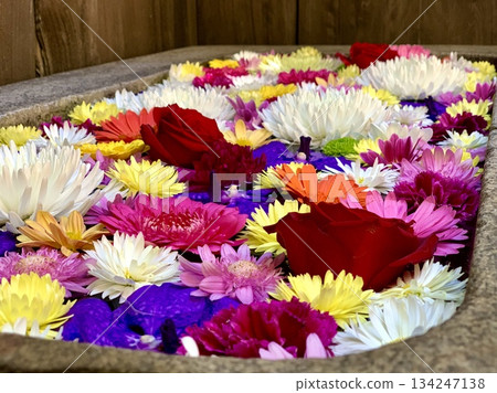 十二月,愛知縣岡崎市菅尾神社色彩繽紛的花池(菊花、非洲菊、玫瑰和萬代蘭)。 十二月,愛知縣岡崎市菅尾神社色彩繽紛的花池(菊花、非洲菊、玫瑰和萬代蘭)。 134247138