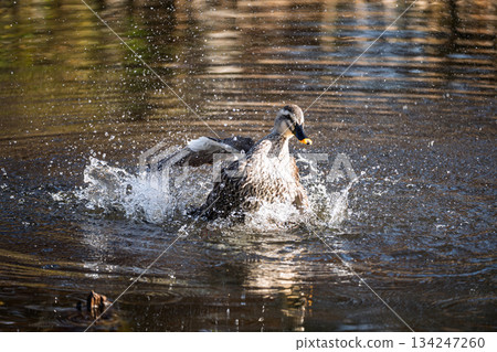 在水中曬太陽 134247260