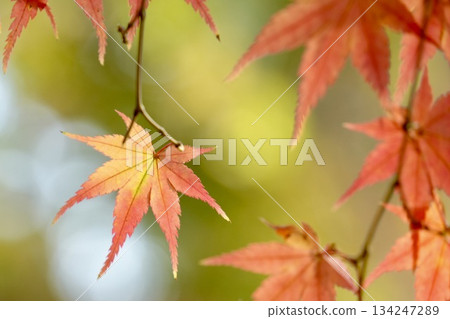 Vivid autumn leaves glitter bokeh background Vivid autumn leaves glitter bokeh background 134247289