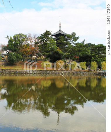 奈良公園的秋葉 134247340