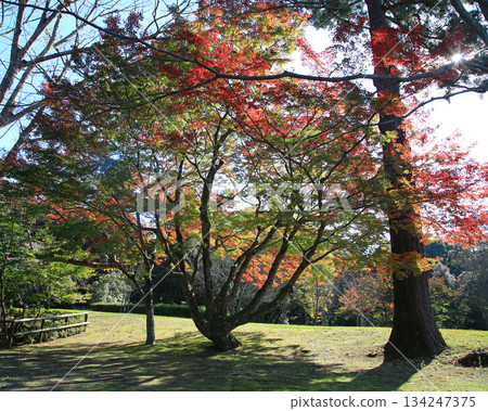 奈良公園的秋葉 134247375