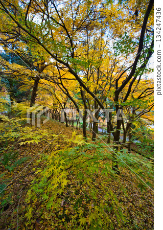 從八幡山和禦代文化公園看到的秋景 從八幡山和禦代文化公園看到的秋景 134247436
