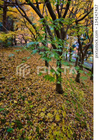 Autumn view from Mt. Hachiman and Osagoe Culture Park 134247437