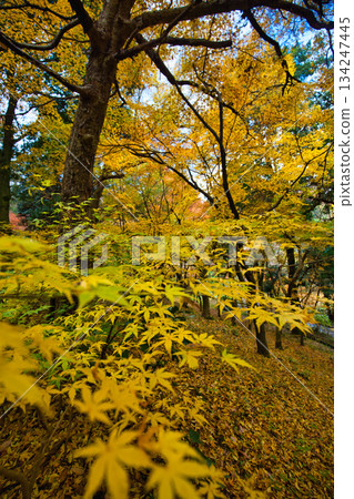 Autumn view from Mt. Hachiman and Osagoe Culture Park Autumn view from Mt. Hachiman and Osagoe Culture Park 134247445