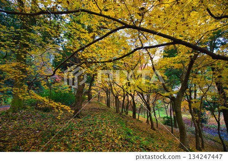 從八幡山和禦代文化公園看到的秋景 134247447