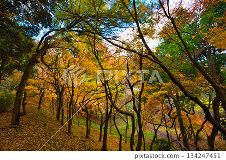 從八幡山和禦代文化公園看到的秋景 134247451