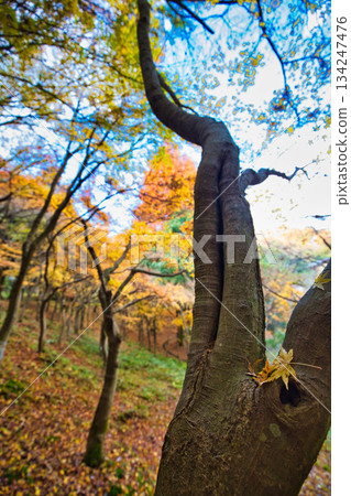 從八幡山和禦代文化公園看到的秋景 134247476