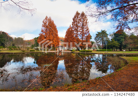 從八幡山和禦代文化公園看到的秋景 134247480