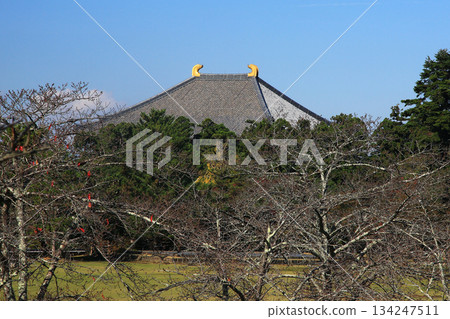 Nara Park Todaiji Temple Autumn leaves 134247511