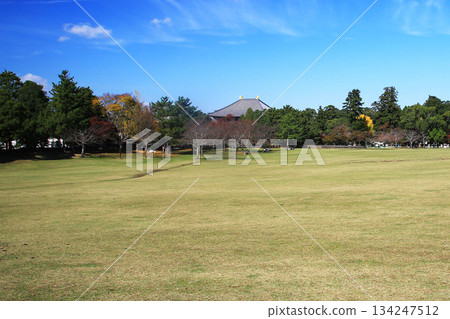 Nara Park Todaiji Temple Autumn leaves 134247512