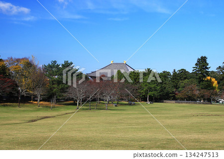 奈良公園東大寺秋葉 奈良公園東大寺秋葉 134247513