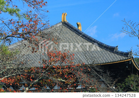 奈良公園東大寺秋葉 134247528
