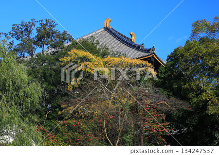 Nara Park Todaiji Temple Autumn leaves 134247537