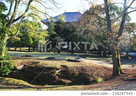 奈良公園東大寺秋葉 奈良公園東大寺秋葉 134247542
