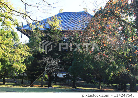 奈良公園東大寺秋葉 奈良公園東大寺秋葉 134247543