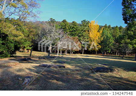 奈良公園東大寺秋葉 奈良公園東大寺秋葉 134247548